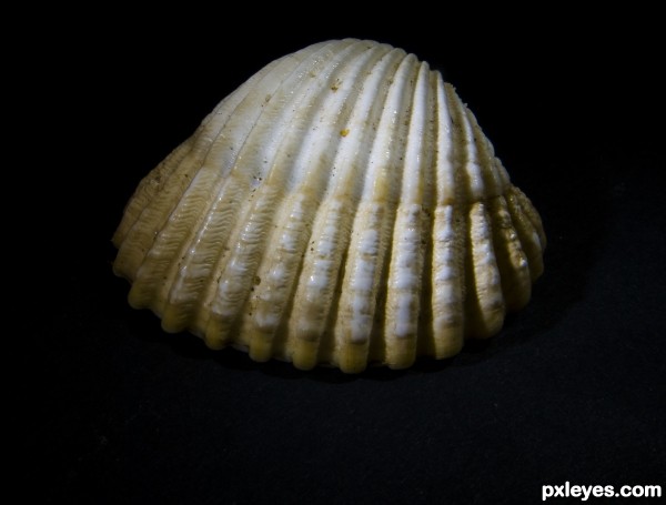 shell